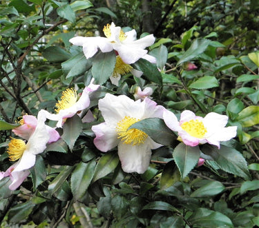 5 TEA PLANT Black & Green Drinking Tea Camellia Sinensis Evergreen Tree Shrub Flower Seeds